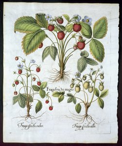3つの品種のイチゴ、プレート116、1613年のバジルベスラー（1561-1629）のパブによるHortus Eystettensisからのパブ（手描きの彫刻） 作： German School