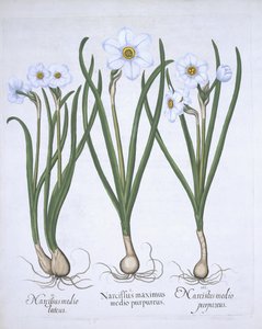 Hortus Eystettensisのバジルベスラー（1561-1629）パブによる3つの白いナルシシ。 1613（手描きの彫刻） 作： German School