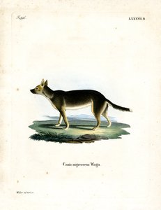 チベット犬（彩色済み彫刻 作： German School