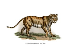 タイガー、1860