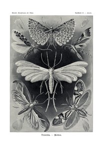 ティネイダ、1899-1904 作： German School