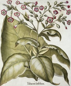 タバコ植物、バジルベスラーによるHortus Eystettensis（1561-1629）、パブ。 1613（手描きの彫刻） 作： German School