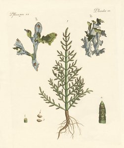 貿易と薬用植物 作： German School