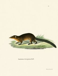 Treeshrew（色付きの彫刻