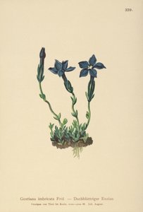 Triglav Gentian（Gentiana terglouensis、Gentiana imbricata） 作： German School
