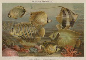 熱帯の海の魚 作： German School
