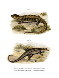 Tropidogerrhon rudicollis（カラーリトグラフ 作： German School