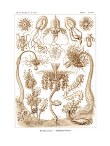 Tubulariae、1899-1904