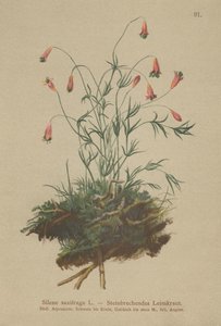 キンクロハジロ（Silene saxifraga） 作： German School