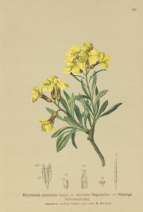 房状のウォールフラワー（Erysimum pumilum、Erysimum alpinum） 作： German School