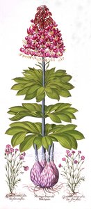 Hortus EystettensisのTurks Cap Lily and Dianthus、バジルベスラー（1561-1629）、パブ。 1613（手描きの彫刻） 作： German School