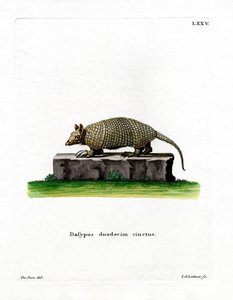 十二指腸アルマジロ（彩色済み彫刻 作： German School