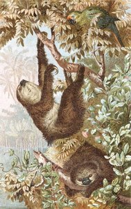 Brehms Tierleben "のプレート、"Two-Toed Sloth"。Allgemeine Kunde des Tierreichs", vol.2, p.646 (Bibliographis Institut) 作： German School