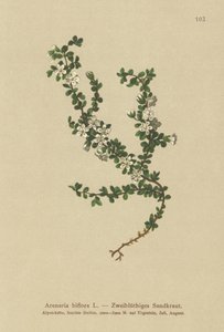 2フラワーサンドワート（Arenaria biflora） 作： German School
