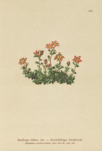2つの開花サキシフラゲ（Saxifraga biflora） 作： German School