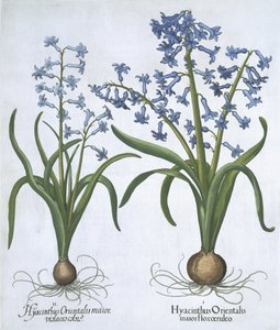 Hortus Eystettensisからの2つの青いヒヤシンス、Basil Besler（1561-1629）pub。 1613（手描きの彫刻） 作： German School