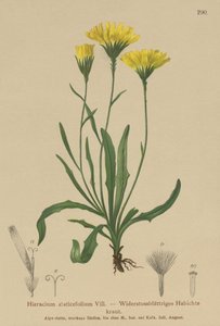 アンブレラミルクウォート（Hieracium staticefolium、Hieracium staticifolium、Tolpis staticifolia、Chlorocrepis staticifolium、Chlorocrepis staticifolia） 作： German School