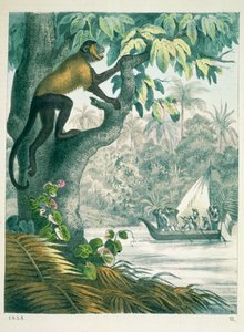 ダスブーフデアヴェルトのアマゾン川上流、1858年発行 作： German School