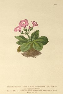 Val-Daoneサクラソウ（Primula Oenensis、Primula Daonensis） 作： German School