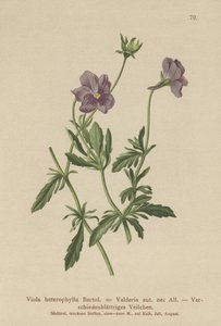 ヴァルデリアバイオレット（Viola heterophylla、Viola Valderia） 作： German School