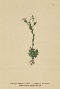 Vandellis Saxifrage（Saxifraga Vandellii） 作： German School