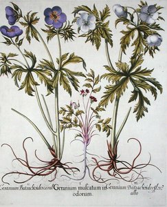 ゼラニウムの品種、バジル・ベスラー（1561-1629）の「Hortus Eystettensis」より、1613年に出版。1613年（手彩色彫刻）。 作： German School