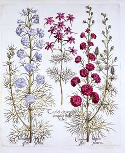 Hortus Eystettensisからのラークスパーの品種、バジルベスラー（1561-1629）、パブ。 1613（手描きの彫刻） 作： German School
