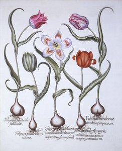 Hortus EystettensisからのバジルBesler（1561-1629）によるパブの品種のチューリップ。 1613（手描きの彫刻） 作： German School