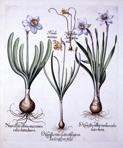 Hortus EystettensisのさまざまなNarcissi、バジルベスラー（1561-1629）、パブ。 1613（手描きの彫刻） 作： German School