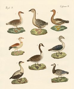 さまざまな種類のガチョウ 作： German School