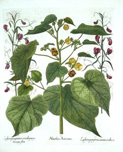 Hortus EystettensisのVelvetleafとSweet Peas、Basil Besler（1561-1629）、パブ。 1613（手塗りの彫刻） 作： German School