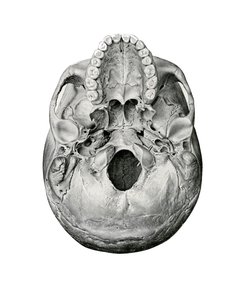 人間の頭蓋骨の腹面図 作： German School
