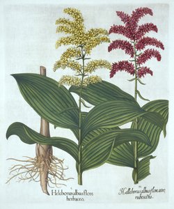 Veratrum、「Hortus Eystettensis」より、バジルベスラー作 作： German School