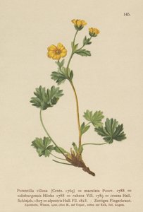 Villous Cinquefoil（Potentilla villosa、Potentilla maculata、Potentilla rubens、Potentilla crocea、Potentilla alpestris、Potentilla salisburgensis） 作： German School