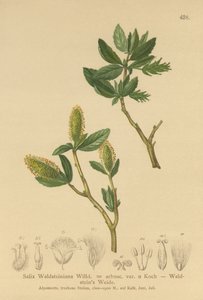 Waldsteins Willow（Salix Waldsteiniana、Salix arbusc。var。） 作： German School