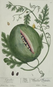好奇心が強い草本からのスイカ、ドイツ語版、1757年公開 作： German School