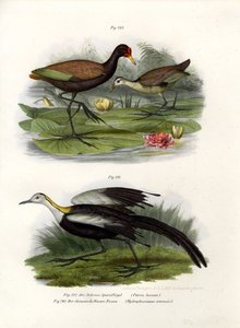 ワトルジャカナ、1864年 作： German School