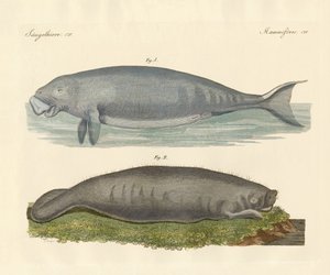 クジラのような動物（彩色済み彫刻 作： German School