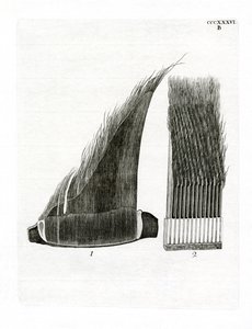 鯨のヒゲ板（彩色彫刻 作： German School
