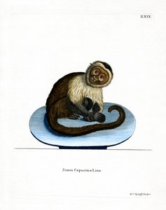白頭巾のカプチーノ（彩色済み彫刻 作： German School