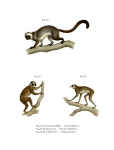 白頭キツネザル、1860 作： German School