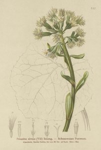 ホワイトバターバー（Petasites niveus、Petasites albus） 作： German School