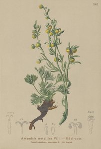 ホワイトジェネピ（Artemisia mutellina、Artemisia umbelliformis） 作： German School