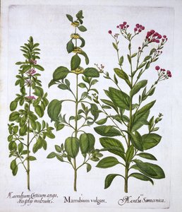 Hortus Eystettensisのホワイトホレハウンド、ホレハウンドとミント、バジルベスラー（1561-1629）、パブ。 1613（手塗りの彫刻） 作： German School