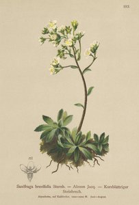 ホワイトマウンテンSaxifrage（Saxifraga brevifolia、Saxifraga Aizoon） 作： German School