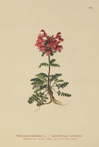 渦巻いたシラミ（Pedicularis verticillata） 作： German School