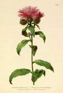 ウィッグナップウィード（Centaurea Phrygia） 作： German School