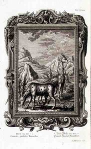 野生の動物、「Physica Sacra」より、Jacob Andreas Fridrich (1684-1751) Augsbergの彫刻による 作： German School