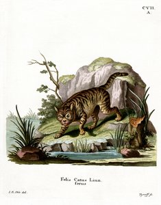 山猫（彩色彫刻 作： German School