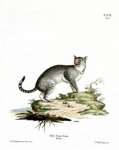 山猫（彩色彫刻 作： German School